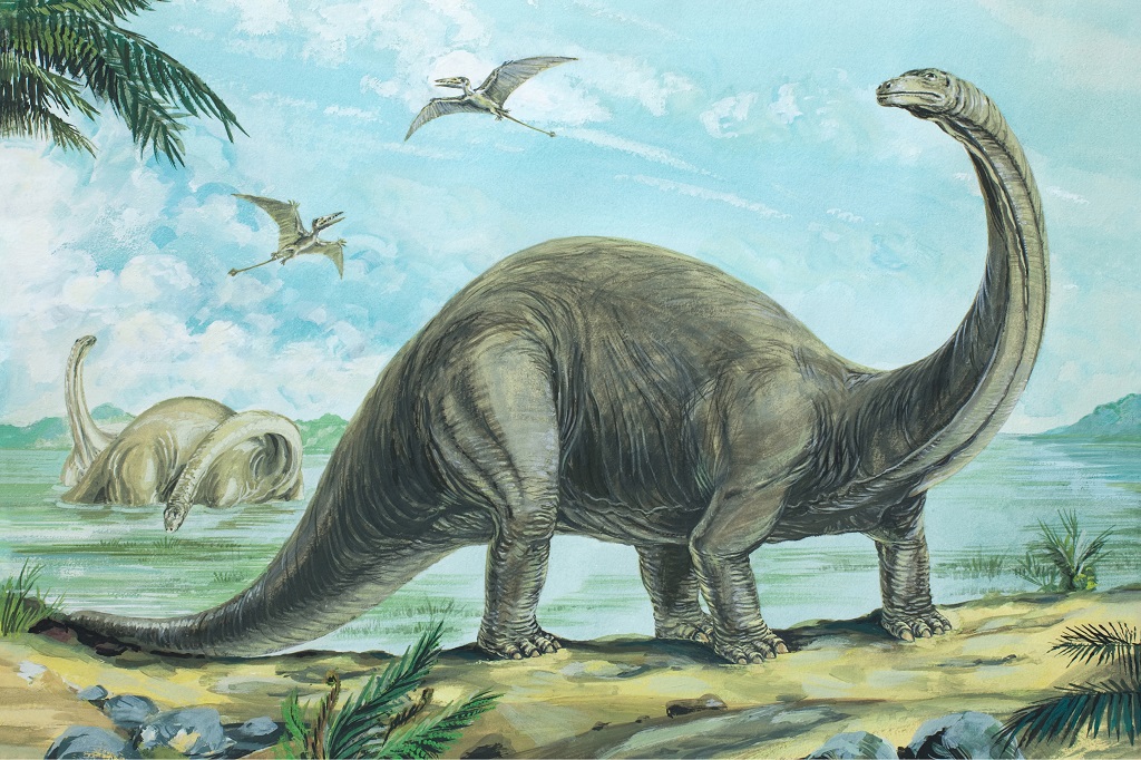 https://www.natureweb.net/resources/taxa/dinosaurs/Brontosaurus/shutterstock_386999530.jpg